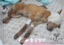 동물농장 ‘황구 학대사건’ 방송된 후 네티즌들 서명운동 활발