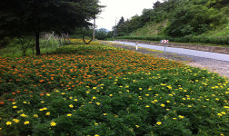 인삼엑스포 손님맞이 구슬땀