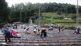 이웃에 사랑전할 배추 심어