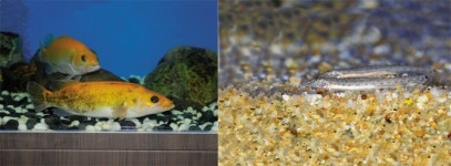 부여·청양지천 천연기념물 지정