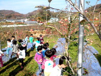 금산 바리실 사과맛보기 성료