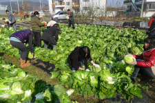 다문화가정에 김장배추 제공