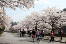충주호반 벚꽃 가로수길 확장