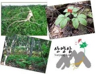 영마루산양삼산약초산야채농원 | 고소득 작물 '산양삼' 각광