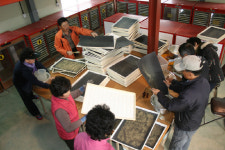 명품 조치원배 생산 시동