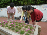 女心 훔친 패랭이꽃