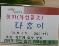 충북농기원 화훼류 신품종 전시회 이모저모장미 육성품종 다홍이