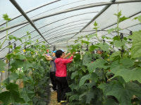 하우스농가 돕기 구슬땀