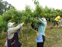 생활개선회 음성연합회 농촌 봉사활동