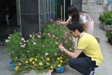 화제철없는 코스모스 만개