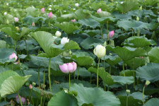 연호방죽 가득 매운 연꽃 향연