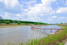 조천변 둔치 연꽃공원으로