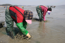 태안 바지락, 일본서도 通했다