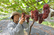 포도와 함께 세모녀 꿈도 여문다