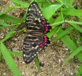 제천고 나생연, 시상금 솔방죽에 기부