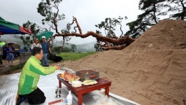 괴산 왕소나무 살려내자