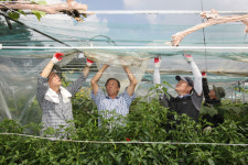 충북도의회 포도밭 일손돕기