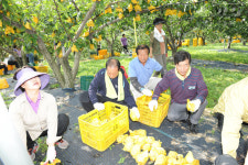 청원군의회 배밭 낙과 수거