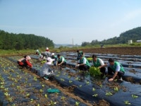 사랑의 배추심기 행사