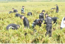 태풍 피해농가 일손돕기