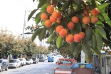 전국 최장 112㎞ 영동 감나무 가로수길의 가을