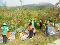 일손 부족한 농가 돕기 줄이어