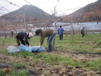 농촌 일손돕기 구슬땀