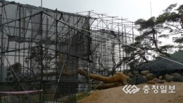 괴산 왕소나무 생사 기로