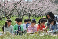 복사꽃·배꽃 … 감곡면 꽃세상