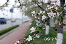 사과꽃 향기 속 가족이 함께 걸어요