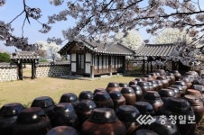 예산 대흥동헌 벚꽃 절경