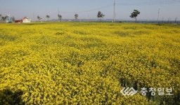 서산 간월도의 봄 장관
