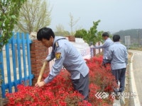 도로변 벚나무 식재 구슬땀