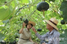 당진, 단호박 본격 수확