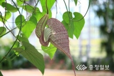 아산생태곤충원 이색 볼거리 풍성