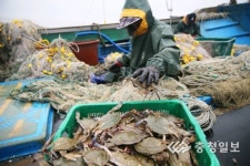 오늘부터 가을 꽃게잡이 재개