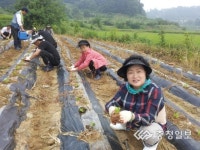 사랑으로 심는 배추 모종