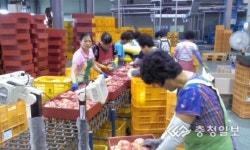 예산사과 출하 준비 손길 분주