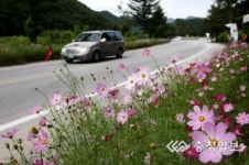 보은 속리산 가는길, 코스모스 활짝