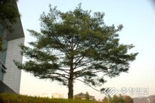 [발따라길따라](9) 정이품송