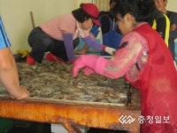 방류사업 효과… 충남 연안 대하 풍년