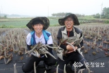 초보 농사꾼들의 신비약초 와송 도전기