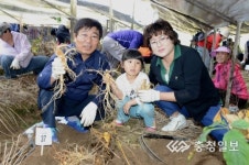 증평인삼골축제 경제효과 삼삼하네