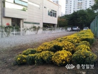 노는 땅 국화꽃밭으로 변신