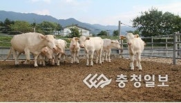 수정란 이식, 희소 한우 유전자원 조기 증식