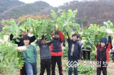 공주 학봉초, 함께하는 배추·무 수확 체험학습 실시