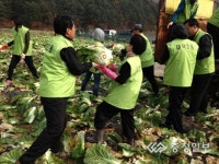 내덕2동 미원면 배추밭으로 농촌일손돕기 구슬땀