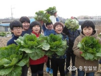 텃밭서 배추·무 수확 기쁨 만끽