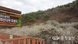 미선나무 관광상품화 날개 달았다