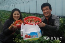 까치내 딸기 맛보러오세요